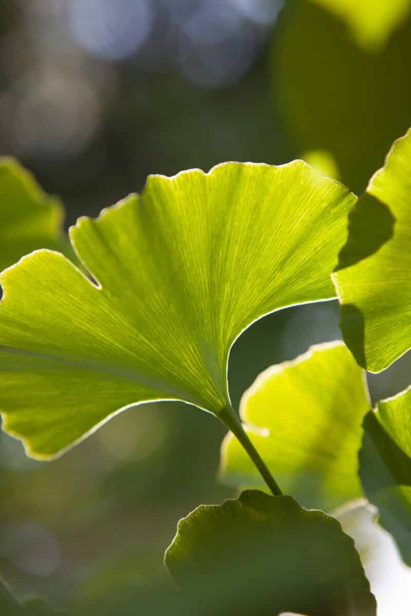Leaves